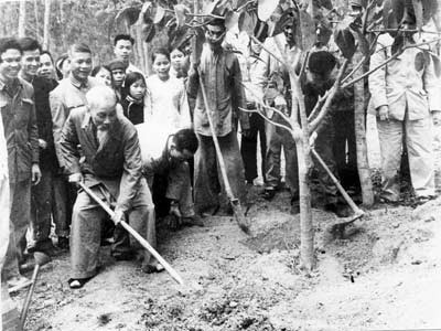 Bác Hồ về thăm và trồng cây ở xã Vật Lại, huyện Ba Vì, tỉnh Hà Tây (nay là Hà Nội) nhân Tết Kỷ Dậu ngày 16-2-1969 (mồng 1 Tết) 
