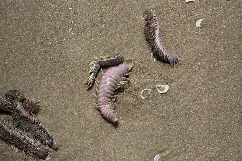 Vũng Tàu trấn an du khách trước hiện tượng sâu biển, sứa dạt vào Bãi Sau dịp lễ 30/4