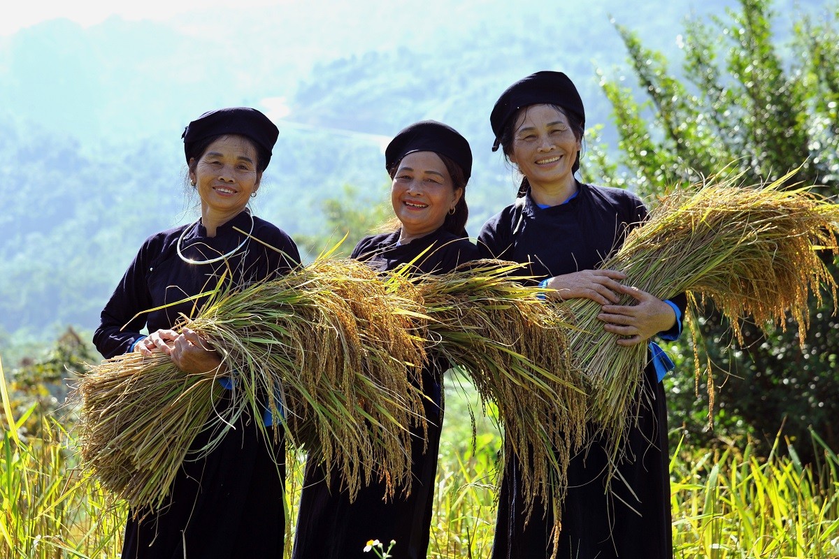 dong-phuc-mua-lua-chin-cham-vao-mua-vang-giua-mien-xanh-thai-nguyen-dulichvnnet-1-1780640934.JPG