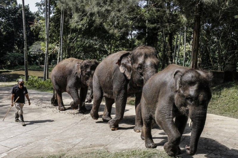 Đàn voi ở Bali cần du khách để tồn tại