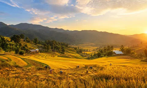 Đồng Phúc mùa lúa chín: Chạm vào mùa vàng giữa miền xanh Thái Nguyên