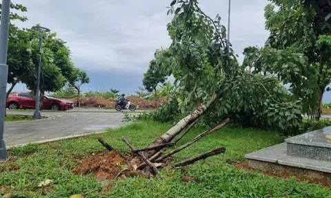 Đà Nẵng tạm dừng tham quan bán đảo Sơn Trà do mưa lớn