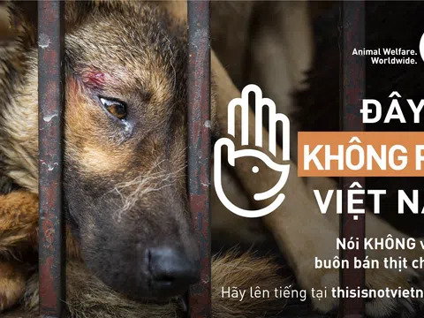 Four Paws phát động chiến dịch kêu gọi người dân Việt Nam thể hiện thái độ phản đối nạn buôn bán thịt chó, mèo