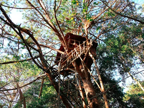 Booking.com gợi ý du khách trải nghiệm 5 ngôi nhà cây ‘độc nhất vô nhị’ ở Việt Nam