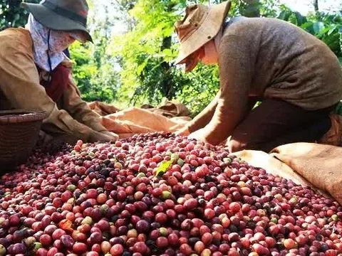 Giá cà phê tăng mạnh