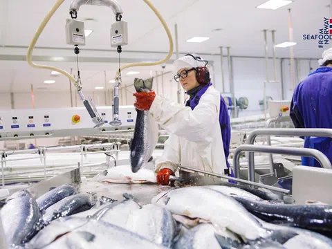 FTA Việt Nam - EFTA mở cơ hội mới cho hải sản Na Uy trên bàn ăn Việt