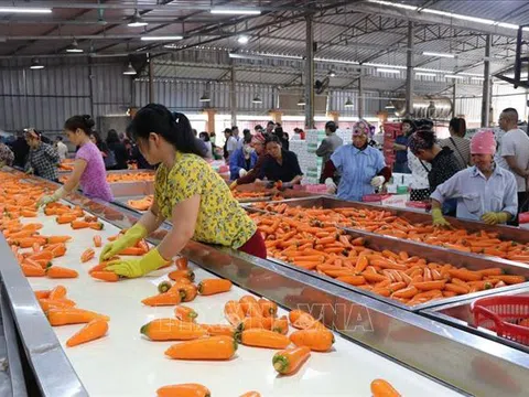 Dịch bệnh lùi đến đâu, khôi phục sản xuất ngay đến đó