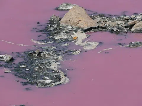 Bà Rịa-Vũng Tàu: Phạt nặng công ty thủy sản khiến đầm nước đổi màu tím