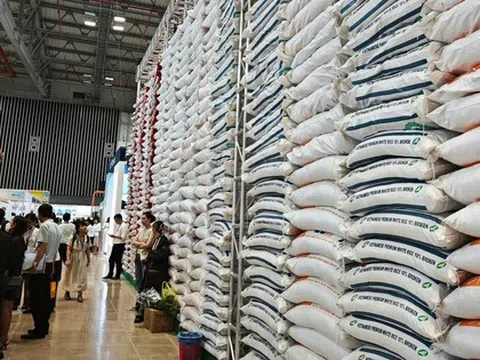 Cung cầu gạo Việt Nam ra sao sau bão?