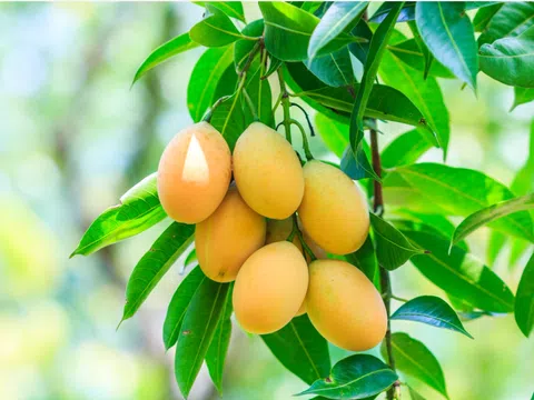 Cách chọn Bơ, Vải thiều, Xoài ngon... ít người biết