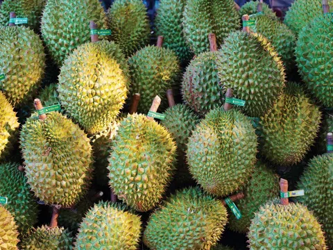 "Những điều ít người biết về trái cây chính vụ": Cách chọn sầu riêng ngon, nhiều múi, chín già đúng chuẩn