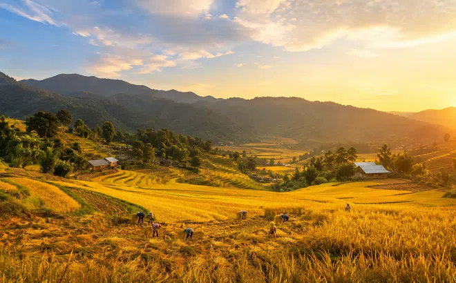 Đồng Phúc mùa lúa chín: Chạm vào mùa vàng giữa miền xanh Thái Nguyên